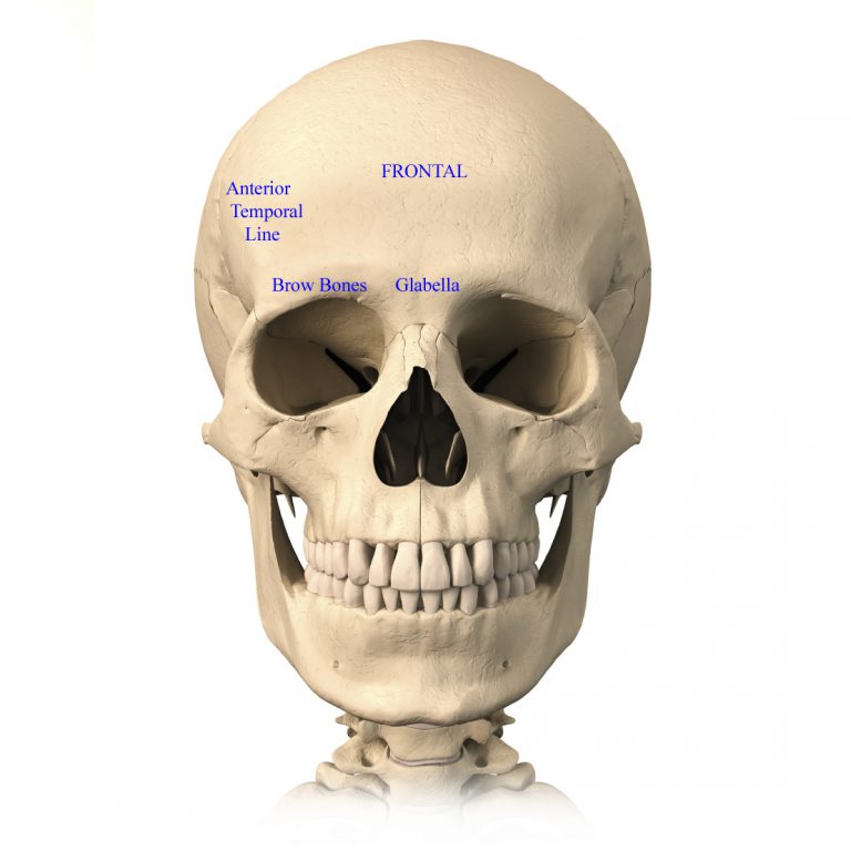 Skull Anatomy - Terminology | Dr. Barry L. Eppley