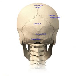 Skull Anatomy - Terminology | Dr. Barry L. Eppley