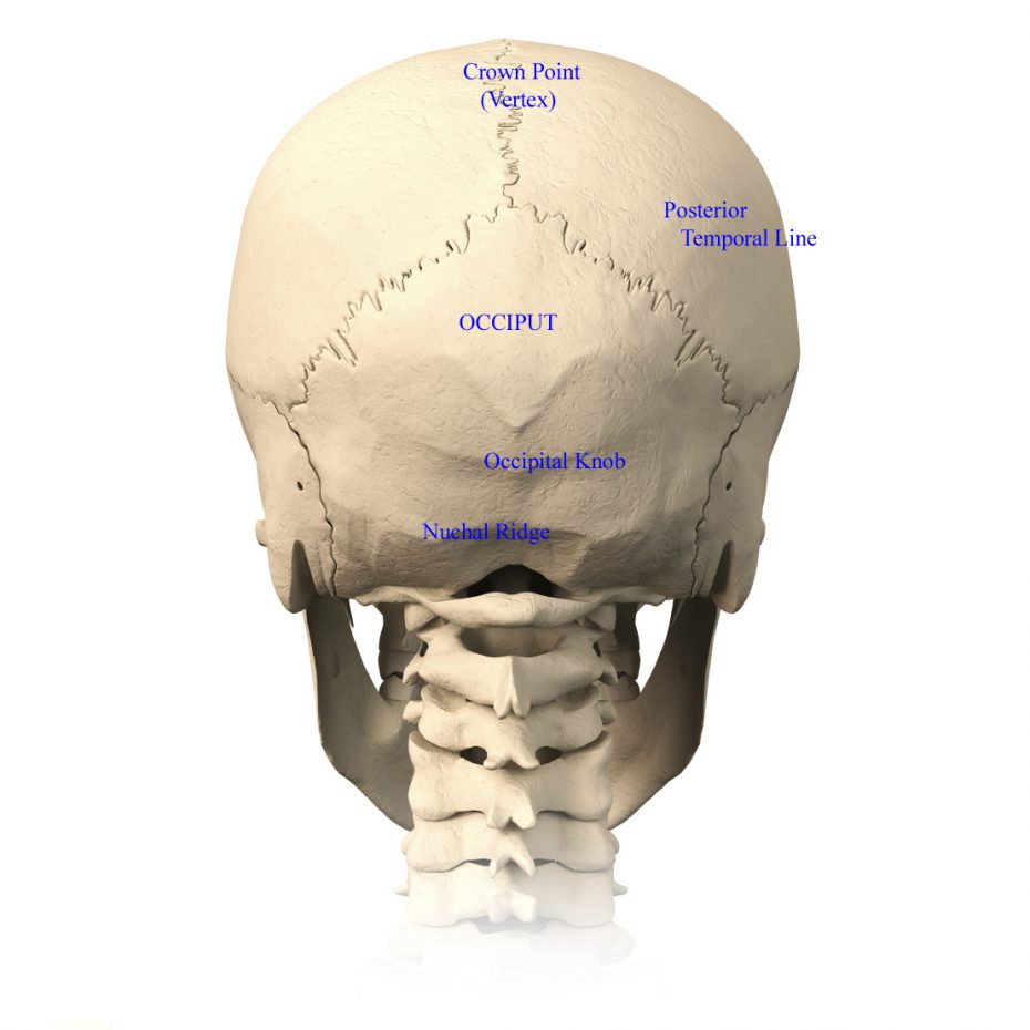 Skull Anatomy Terminology Dr Barry L Eppley 0690