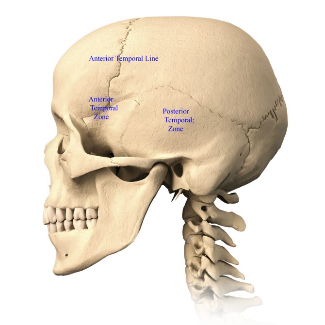 Skull Anatomy - Terminology | Dr. Barry L. Eppley