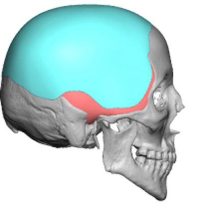 Side view of skull